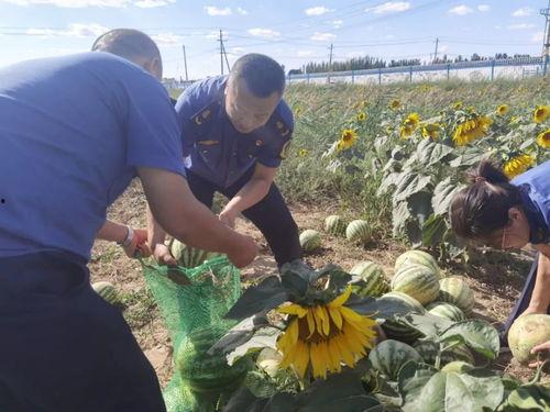 内蒙古乌海吃瓜,尽享夏日美味