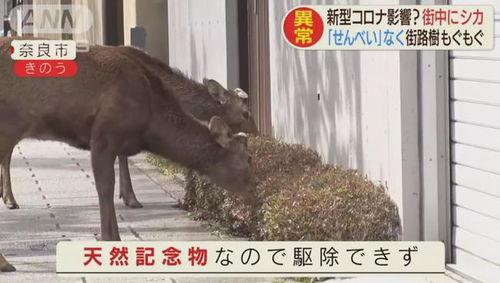 小鹿老雷吃瓜,揭秘娱乐圈幕后故事