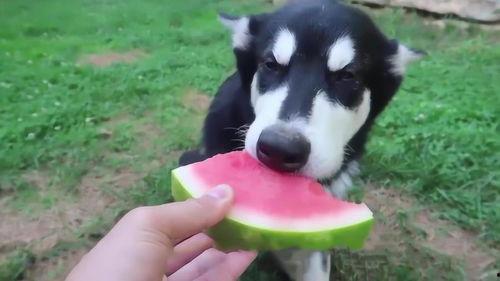 不同动物吃瓜,不同动物的独特食瓜习性揭秘