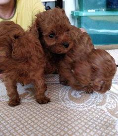 网红泰迪豆豆的爸爸,揭秘网红背后的温馨故事