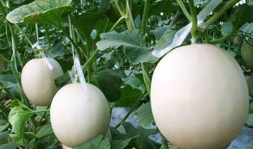 女人吃三白瓜好吗